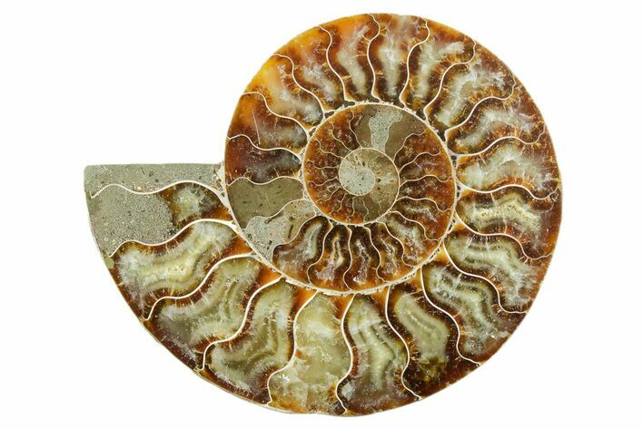 Cut & Polished Ammonite Fossil (Half) - Madagascar #347545